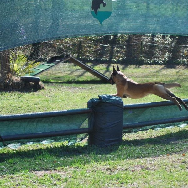 simone quitadamo paradox mondioring figurante cinofilia addestramento cinofili igp cani da lavoro k9 malinois