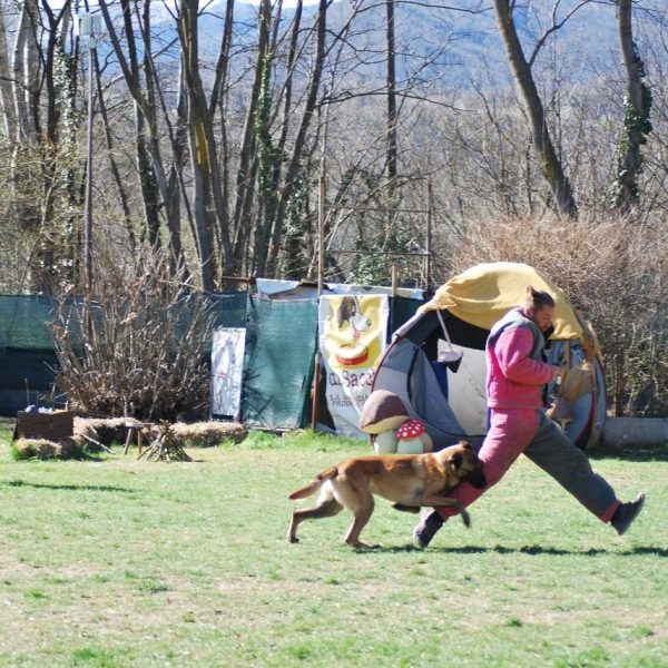 simone quitadamo paradox mondioring figurante cinofilia addestramento cinofili igp cani da lavoro k9 malinois
