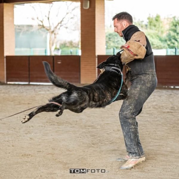 simone quitadamo paradox mondioring figurante cinofilia addestramento cinofili igp cani da lavoro k9 malinois